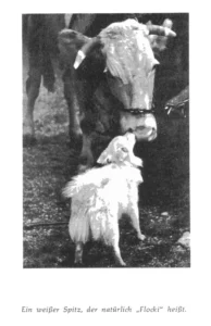 aus dem Kinderbuch ,, Ein Herz und eine Seele - Das kleine Buch vom Hund'', Hans Georg Benz (1958)
