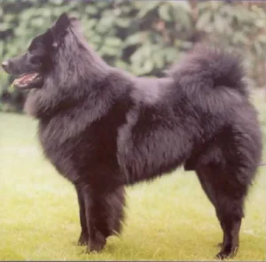 Schwarzer Großspitz, 1999