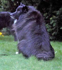 Griepto, ein schwarzer Wolfsspitz oder Westfale