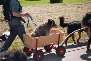 2 Howis ziehen den fast 18jährigen Otto beim Spitztreffen im eigens für ihn angefertigten Ottomobil