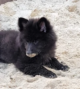 Kleiner schwarzer Hund mit Panade