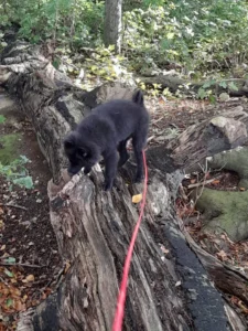 So ein umgestürzter Baum ist natürlich eine Einladung!