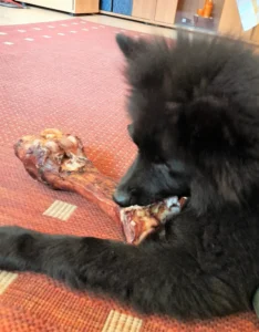 Bevor die neuen Zähnchen kommen - die erste eigene "Zahnbürste"