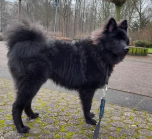 Ein halbes Jahr und noch ein bissel spack isser mit seinem kurzen Kinderhöschen ... Vokuhila, allerdings nicht die Frisur, sondern die Beine!