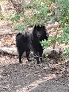 Vielleicht finden wir ja weiter im Wald noch neue Zeckenarten?
