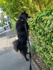 Bei einer anderen Freundin muss er wenigstens mal übern Zaun gucken..