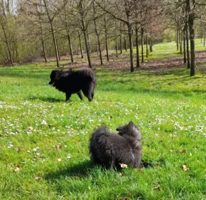 Auf der Wiese "Fangen" spielen.