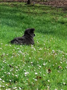 Kleines Päuschen im Gänseblümchen-Meer