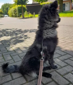 Die Pubertät lässt grüßen;
Der ganze Hund ein einziger Hals mit Kringelsteert und Ohren!
