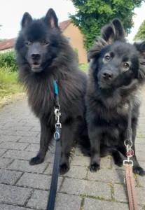 Unser gerupfter Gockel und das Pubertier