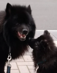 So grinst ein glücklicher Großspitz!
