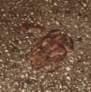 Eine, leider inzwischen selten gewordene, gut getarnte Knoblauchkröte (Pelobates fuscus)