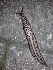 Ein Tigerschnegel (Limax maximus) beim Snail-Trailing (Achtung! Hat Jagdtrieb!)