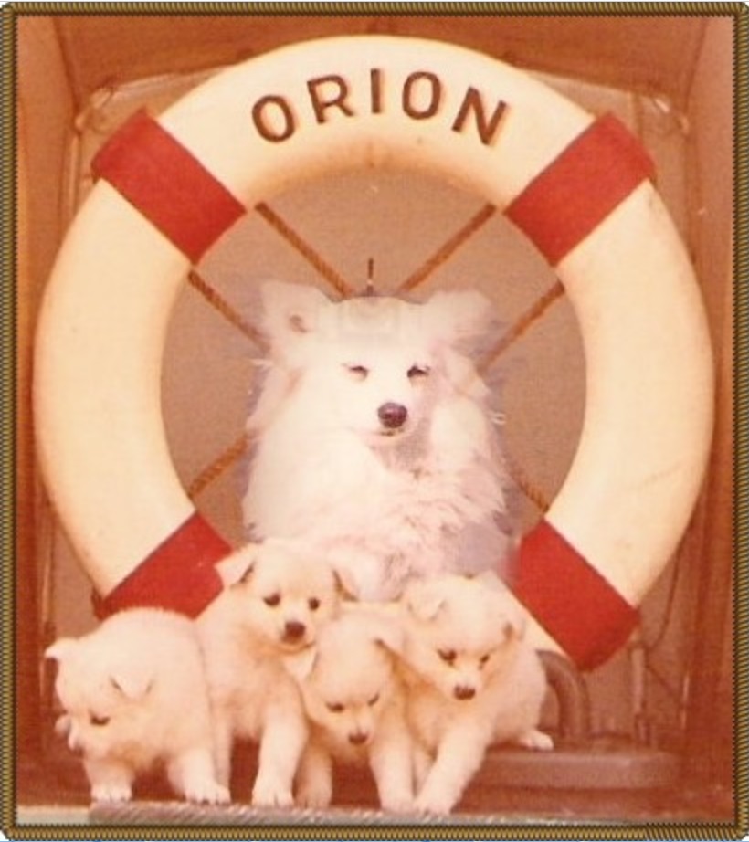 Bordhündin Conny 1963 mit vier ihrer Welpen vor dem Rettungsring des Schnellen Minensuchers ,,Orion” der deutschen Bundesmarine.