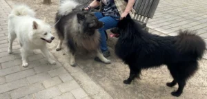 Birk, Kuno und Llywellynn