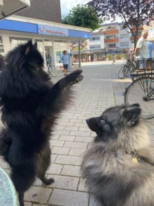Eine La-Ola-Welle für Kuno!