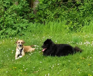 Molly und Llywellynn