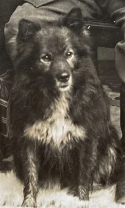 Schwarzer Wolfsspitz, 1915