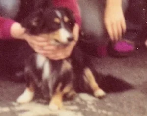 Mein "Dackollie" Tobi.