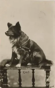 Schwarzer Wolfsspitz, ca. Anf. 20. Jh.