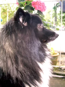 Der neue "Griepto"