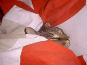 Wessen Bett ist das hier eigentlich?