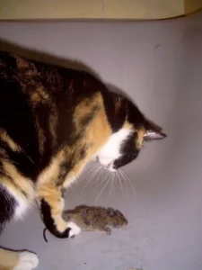 Kitty mit einer Ratte