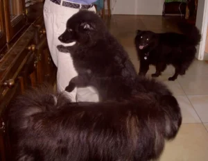 Timmy und sein Herrchen werden von allen begrüßt, als sie uns besuchen