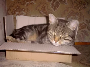 Ein versandfertiger Kater