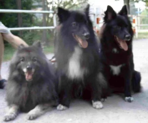 Otto, Griepto und Banja