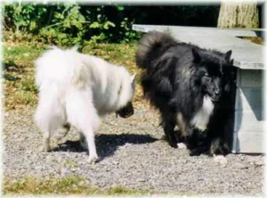 Auf dem Spitz-Höck in der Schweiz (22.08.2003)
American Eskimo Dog Calif und Griepto