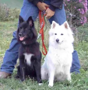 Banja mit ihrer Mutter Alena auf der CAC Zuchtschau in Lenzburg (14.09.2003)