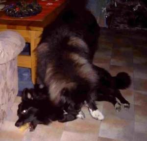 Grieptos erstes Weihnachten mit uns (29.12.2003)
