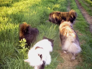 Besuch von Detlef aus dem Saarland mit Spike und Alexa (24.04.2004)