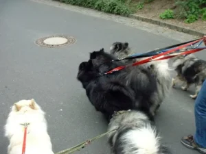 Wir bringen Chilly (re.) in ihr neues Zuhause bei Werner von "Spitze in Not" und machen zur Eingewöhnung einen ersten Spaziergang mit Jonny und Joschi (li.), (21.05.2004)