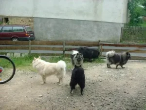 Besuch bei Werner Düro von "Spitze in Not" am 21.05.2004
Jonny, Joschi, Griepto, Otto und Banja
