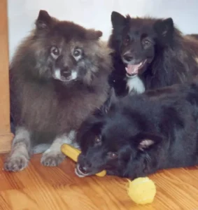 Drei auf einen Streich! (Otto, Griepto und Banja)