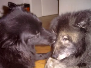 Banja umsorgt unseren Opi Otto wirklich liebevoll! (07.05.2005)