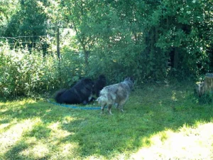 Ankunft auf dem Spitztreffen bei Leona im Hunsrück (18.06.2005) - Erst einmal etwas ausruhen im Schatten!