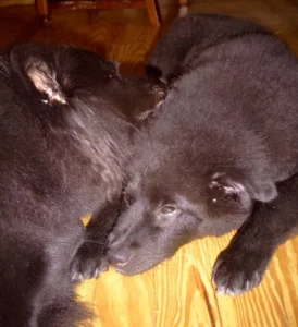 Auch Hundekinder müssen mal gewaschen werden! (16.07.2005)