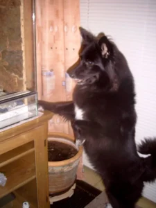 Unser Terrarium - ein erstklassiger Hunde- und Katzenfernseher! (23.09.2006)