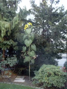 Eine Sonnenblume für den Sonnenschein – Ottos Sonnenblume