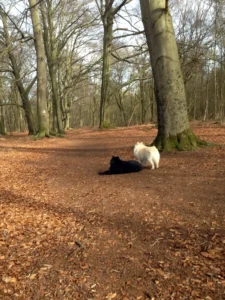 Spaziergang mit Gilla und Anton im Weißen Venn