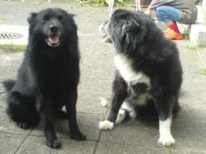 Tino und Pepper