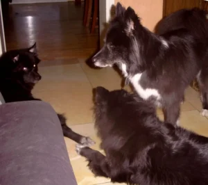 Gilla, Banja und Pepper