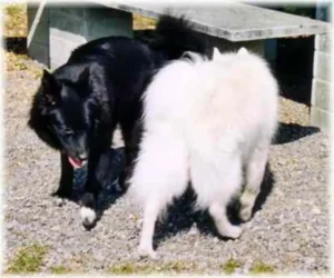 Banja und ein weißer Großspitz (Spitz-Höck 22.08.2003)