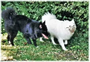 Banja und der American Eskimo Dog Calif auf dem Spitz-Höck (22.08.2003)