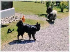Banja, Otto und Griepto auf dem Spitz-Höck am 22.08.2003 zur Besprechung der Ausstellung