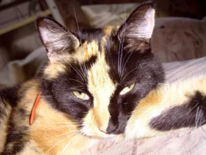 Kitty Katzinski