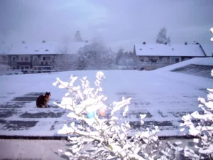 Kittys erster Winter